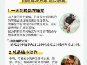 狗狗小白为何会流浪在竹岗？如何帮助它？