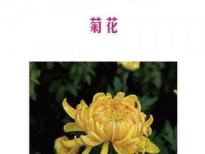 谁动了我的菊花第 1 关怎么过？第 1 关图文攻略大揭秘