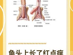 龟 头上有小红点是什么原因-龟头上有小红点是怎么回事？