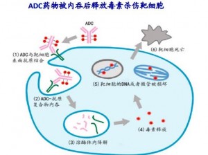 ADC补兵精准制胜技巧：提升经济能力与团队胜利的关键之道