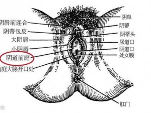 男朋友每次啪啪进去后就软了，这是为什么？