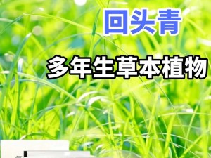 久久丫精品忘忧草为何如此受欢迎？带你了解它的产品特点