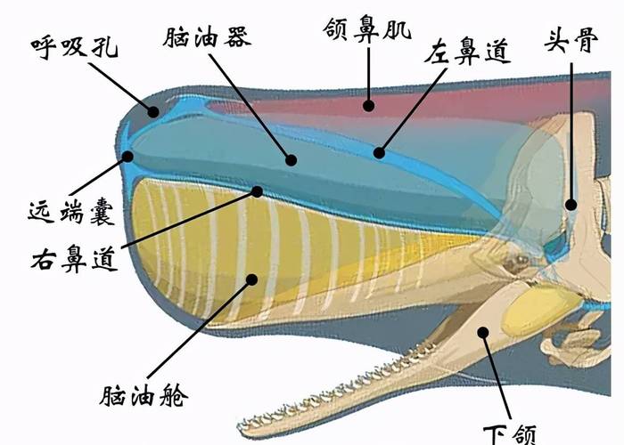 龙涎香是抹香鲸科动物抹香鲸肠内分泌物的干燥品，是一种极为名贵的中药材，具有化痰止咳、心腹疼痛等功效