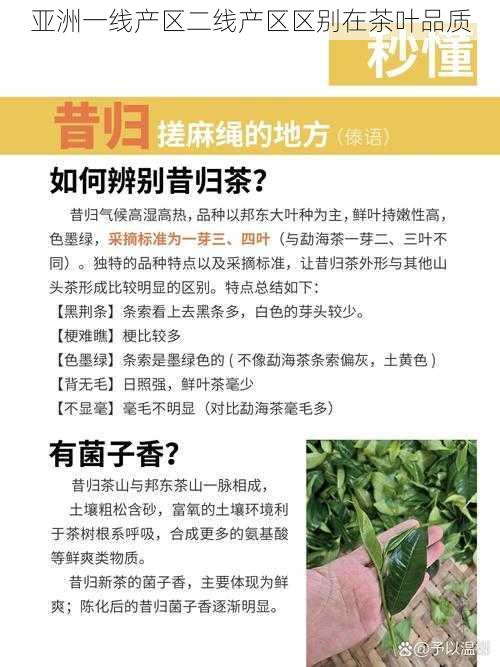 亚洲一线产区二线产区区别在茶叶品质