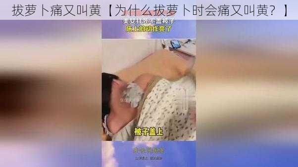 拔萝卜痛又叫黄【为什么拔萝卜时会痛又叫黄？】