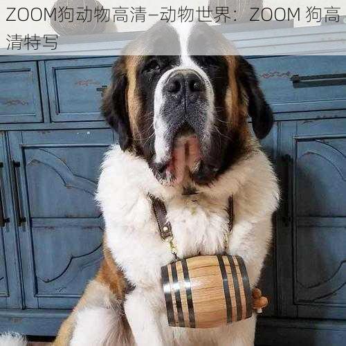 ZOOM狗动物高清—动物世界：ZOOM 狗高清特写