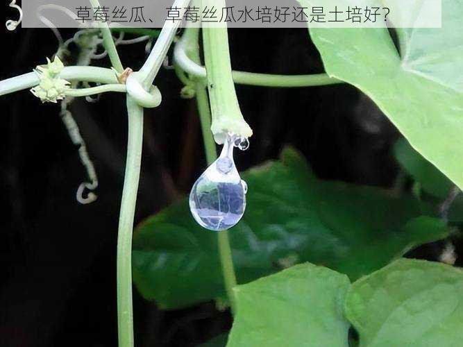 草莓丝瓜、草莓丝瓜水培好还是土培好？