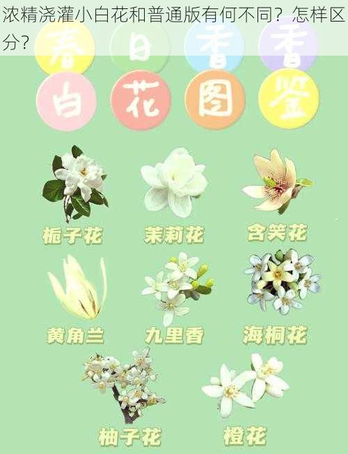 浓精浇灌小白花和普通版有何不同？怎样区分？