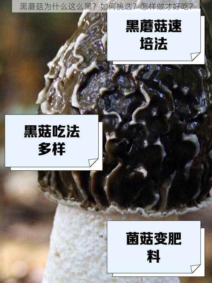 黑蘑菇为什么这么黑？如何挑选？怎样做才好吃？