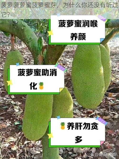 菠萝菠萝蜜菠萝蜜芽，为什么你还没有听过它？