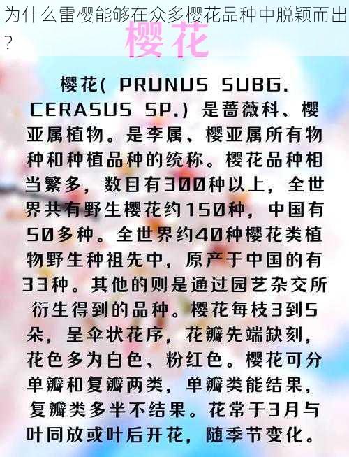 为什么雷樱能够在众多樱花品种中脱颖而出？