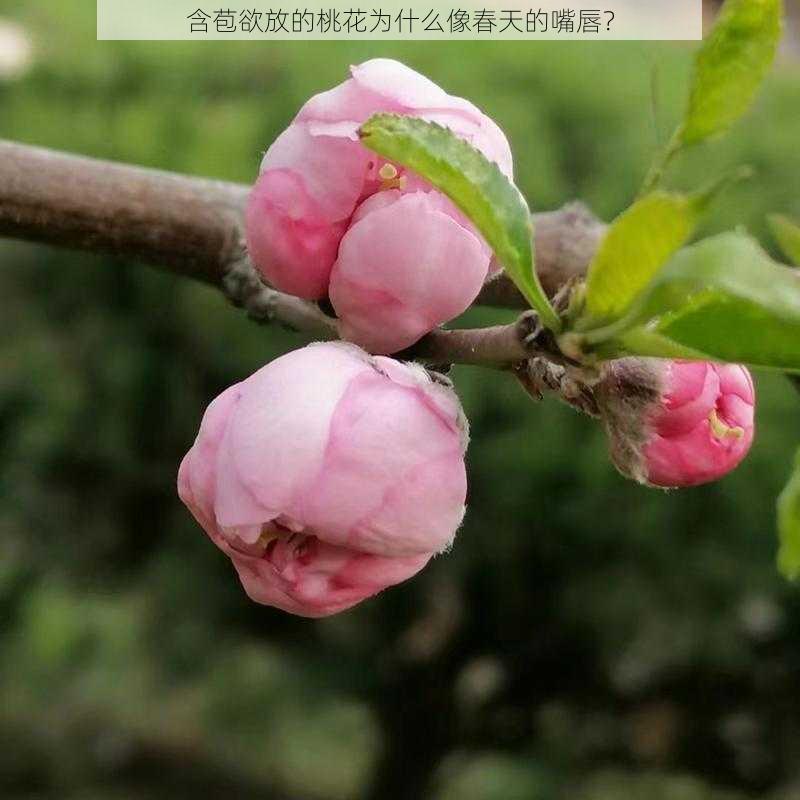 含苞欲放的桃花为什么像春天的嘴唇？