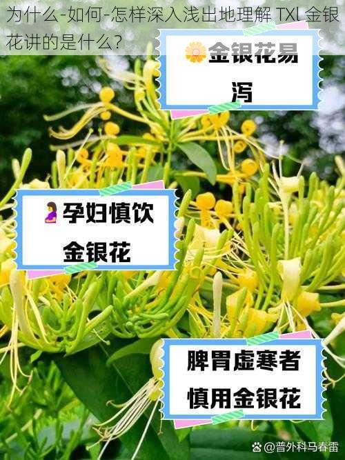 为什么-如何-怎样深入浅出地理解 TXl 金银花讲的是什么？