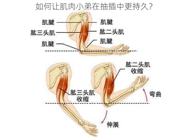 如何让肌肉小弟在抽插中更持久？