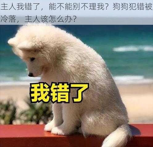 主人我错了，能不能别不理我？狗狗犯错被冷落，主人该怎么办？